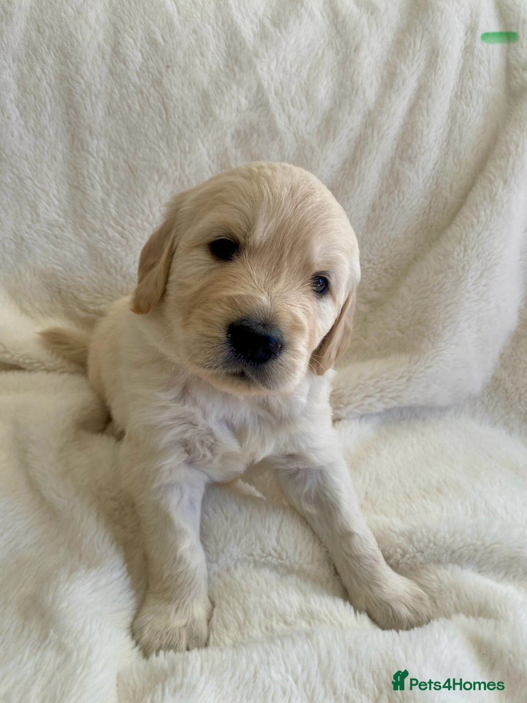 Golden Retriever dogs for sale: Fluffy Cream & Gold Golden Retriever Puppies - Image 27