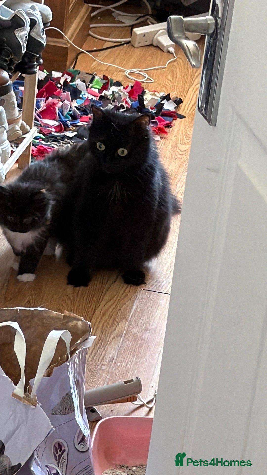 Mixed Breed cats kittens ready to be loved  - Advert 1