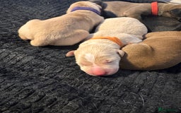 Mixed Breed dogs for sale: Belgian Malinois crosses - Image 15