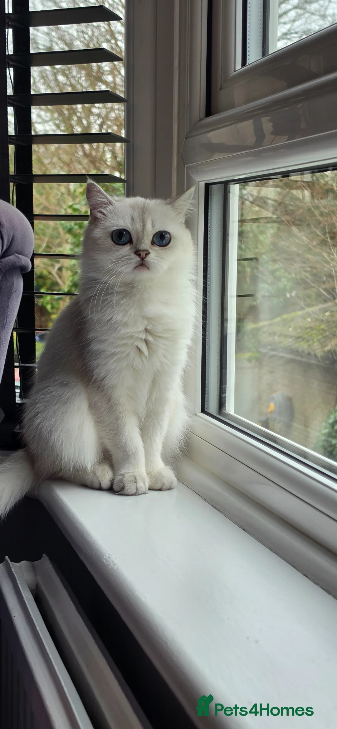 Scottish Fold cats for sale: White Scotish straight ears cat available in Beckenham - Advert 3