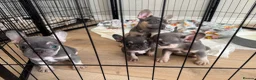 French Bulldog dogs for sale: Lilac and tan French bulldogs 2x boy 2x girl  in Tarporley - Advert 5