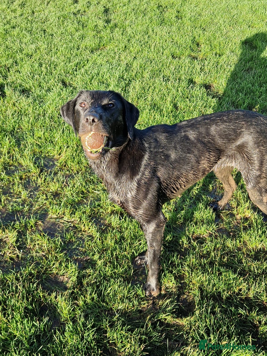Labrador Retriever dogs for sale: Poppy 1 year old female labrador  - Advert 2
