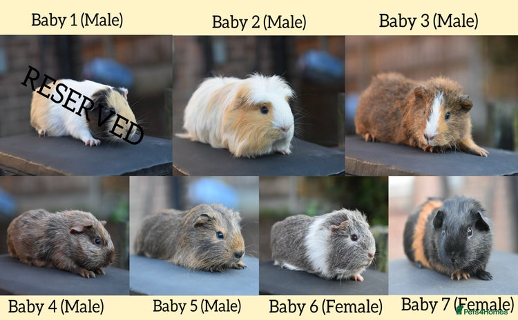 Guinea Pig rodents in Wigan - Advert 13