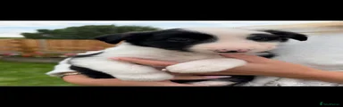 Border Collie 4