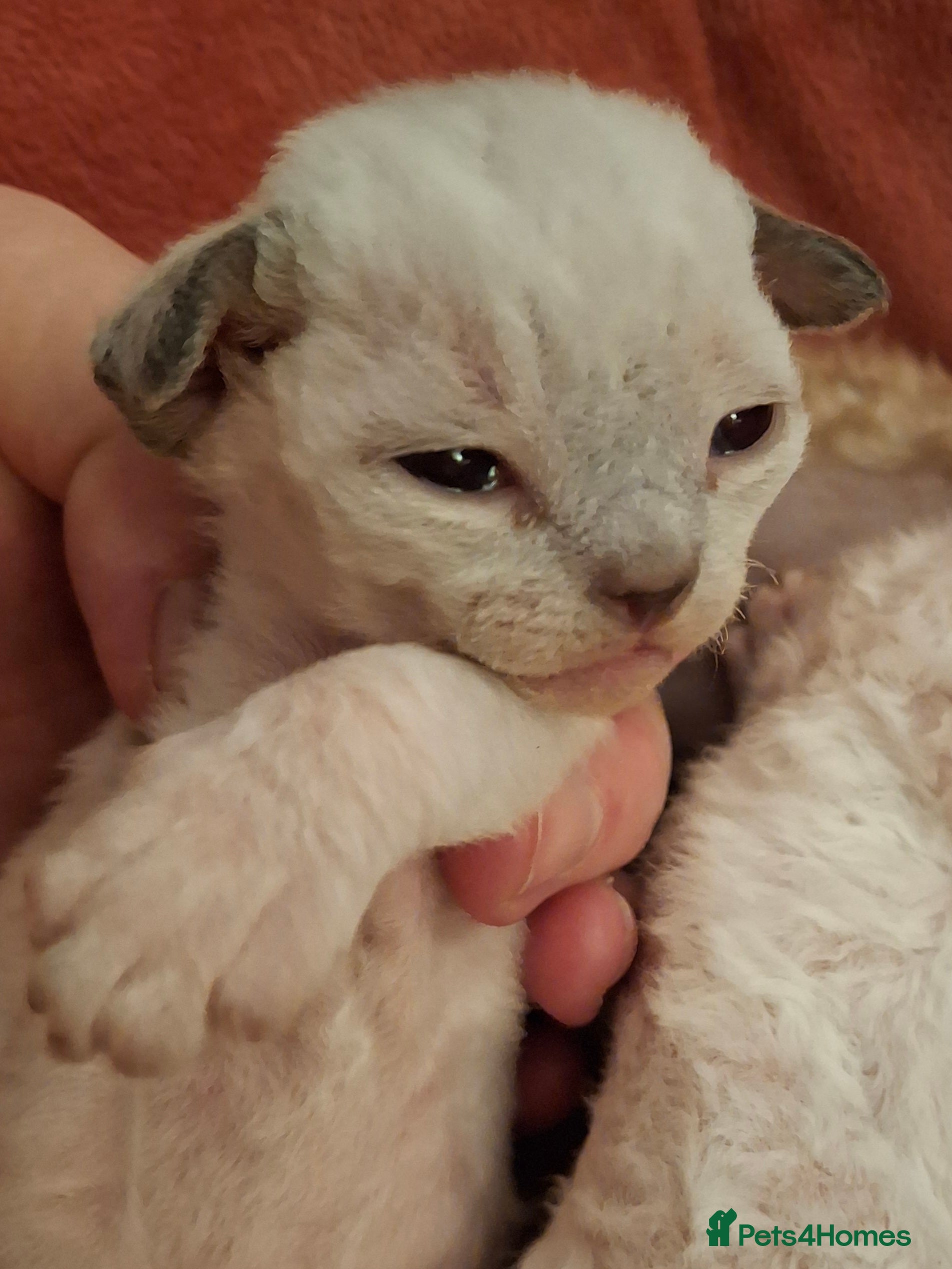 Devon Rex cats Devon Rex Kittens – FIFe Registered Pedigree - Advert 1