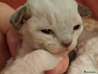 Devon Rex cats Devon Rex Kittens – FIFe Registered Pedigree - Advert 1