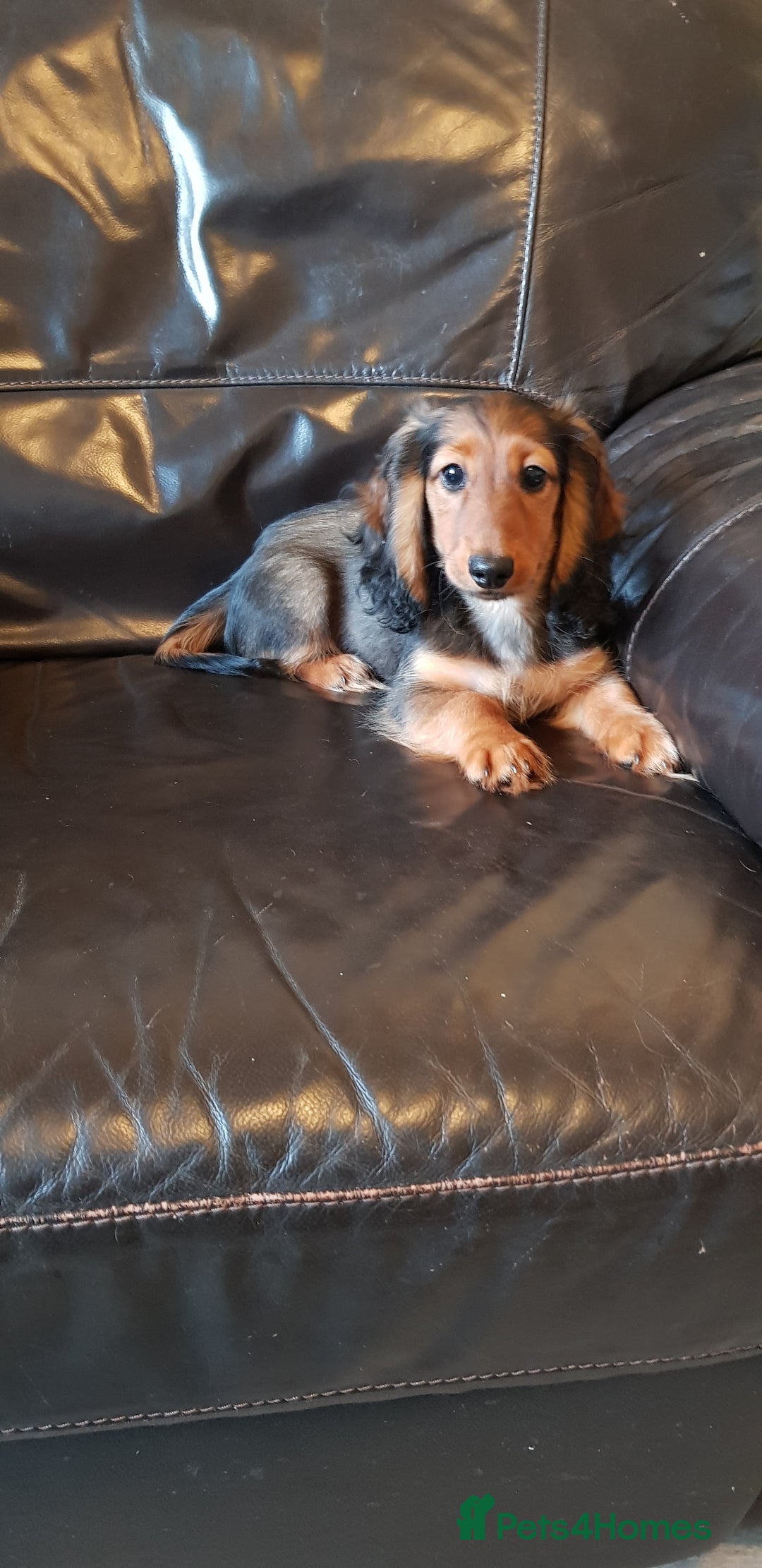Miniature Dachshund dogs for sale: Miniature longhaired Dashchounds  - Image 3