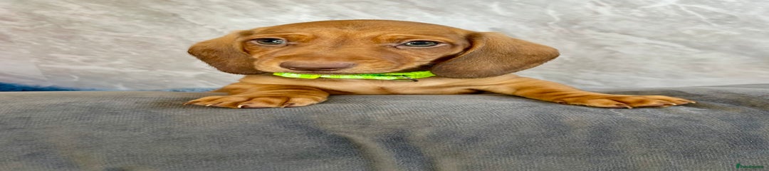 Miniature Dachshund Puppy 4