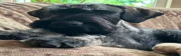 Giant Schnauzer dogs for sale: Very Rare pepper & salt giant schnauzer puppies in Derby - Advert 3
