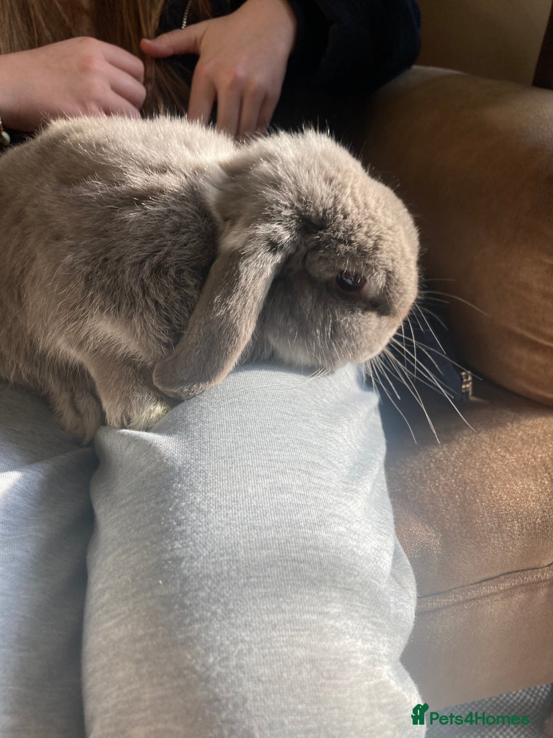 Mini Lop rabbits for sale: Grey mini lop bunny - Advert 2