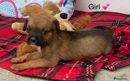 Rottweiler dogs for sale: Gorgeous Sovereign Puppies - Image 3