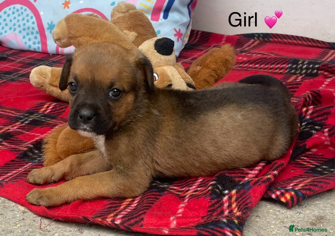 Rottweiler dogs for sale: Gorgeous Sovereign Puppies - Image 3