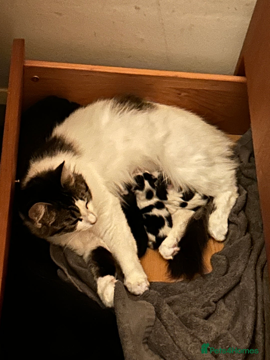 Mixed Breed cats for sale: 2 mixbreed boy kittens available  - Advert 2