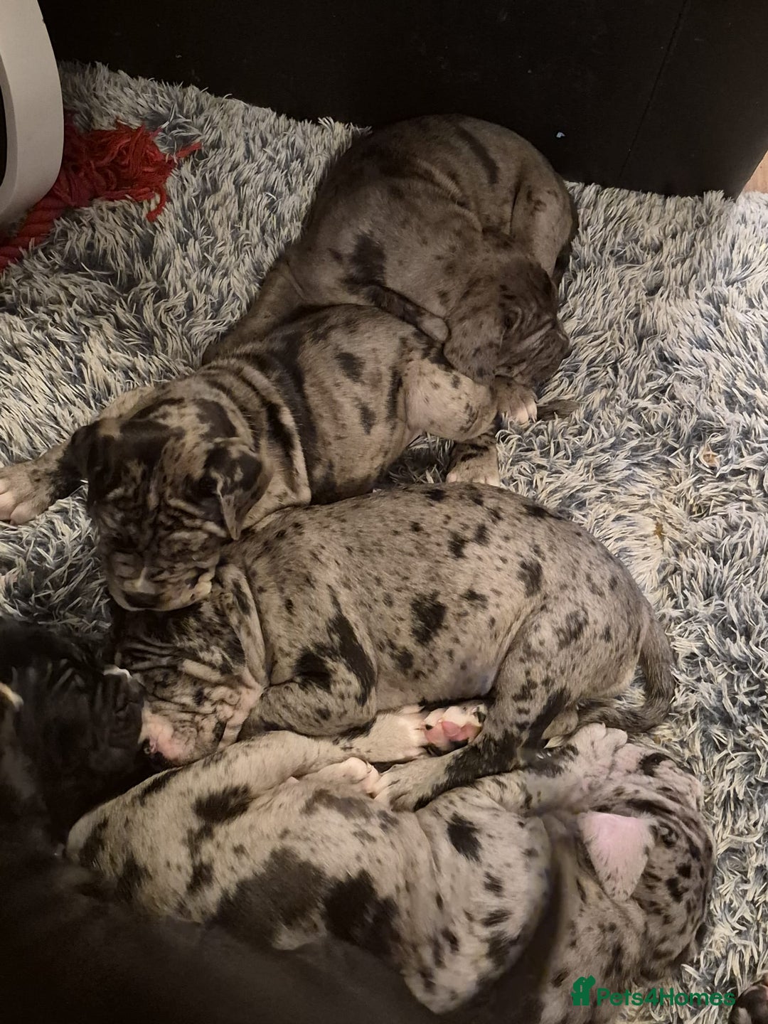 Cane Corso dogs for stud: Stud  - Advert 12