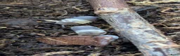 Isopods invertebrates for sale: Panda King Isopods  - Advert 3