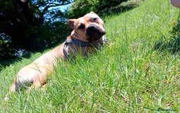 Mixed Breed dogs for sale: Loveable Luna Needing a new home - Image 2