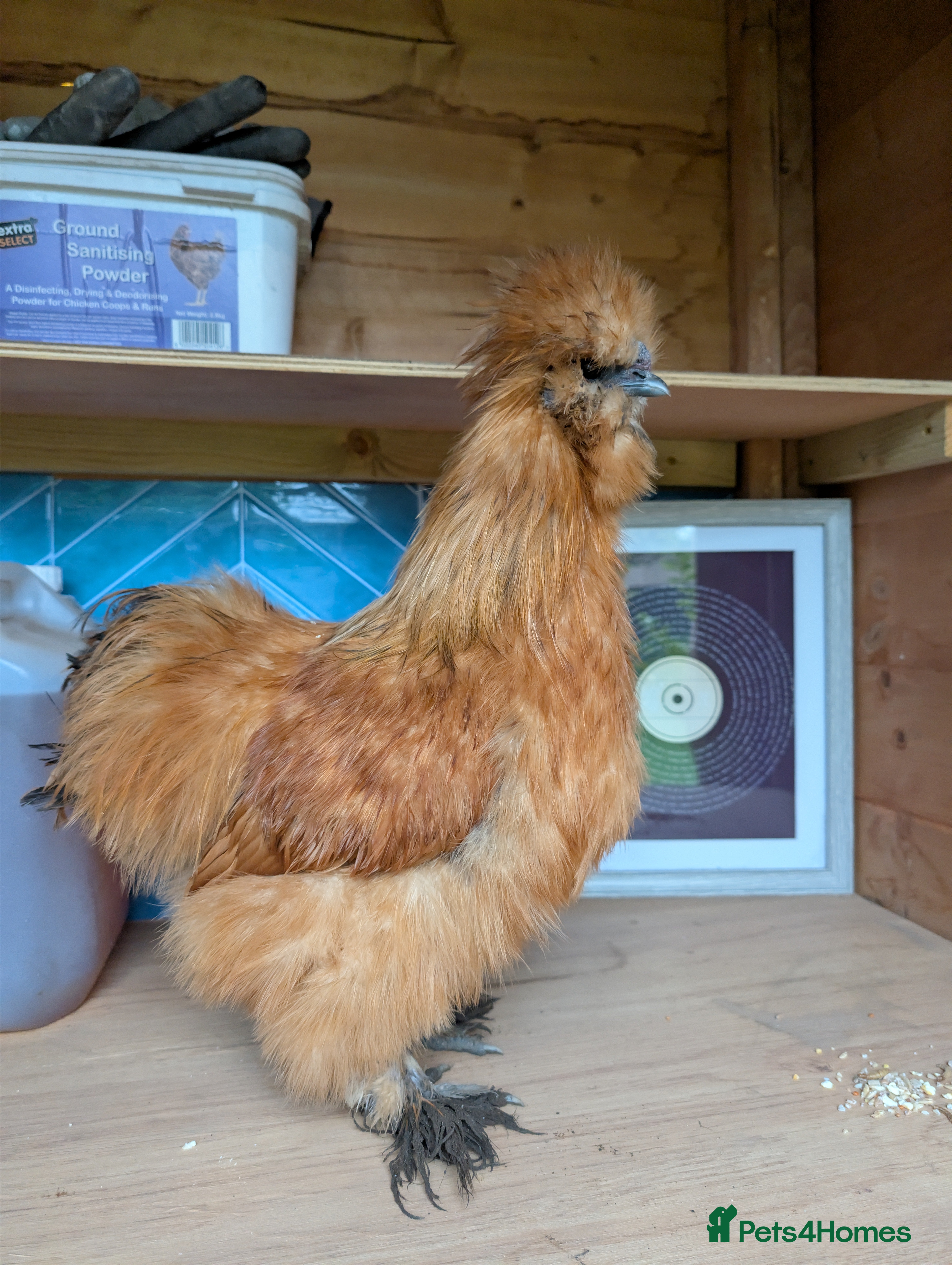Chickens poultry Gorgeous Silkie Boy - Advert 21
