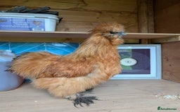 Chickens poultry for sale: Gorgeous Silkie Boy - Image 1