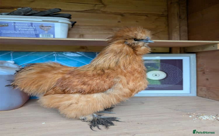 Chickens poultry - Advert 8