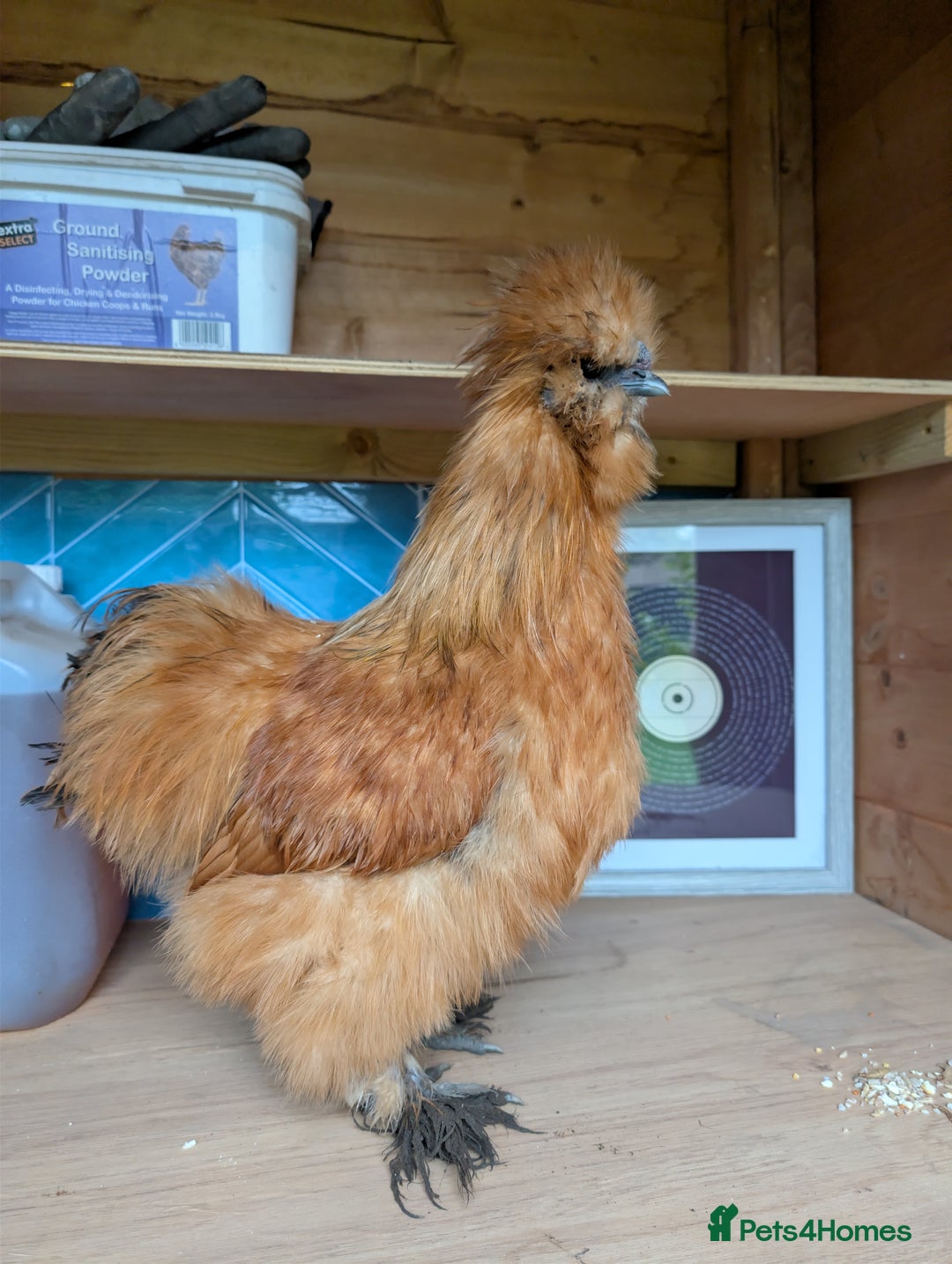 Chickens poultry for sale: Gorgeous Silkie Boy - Image 1