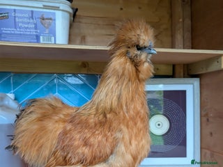 Chickens poultry for sale - Advert 1