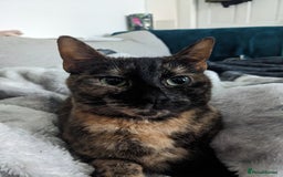 European cats for sale: Gorgeous Tortie girl seeking new home  - Image 1