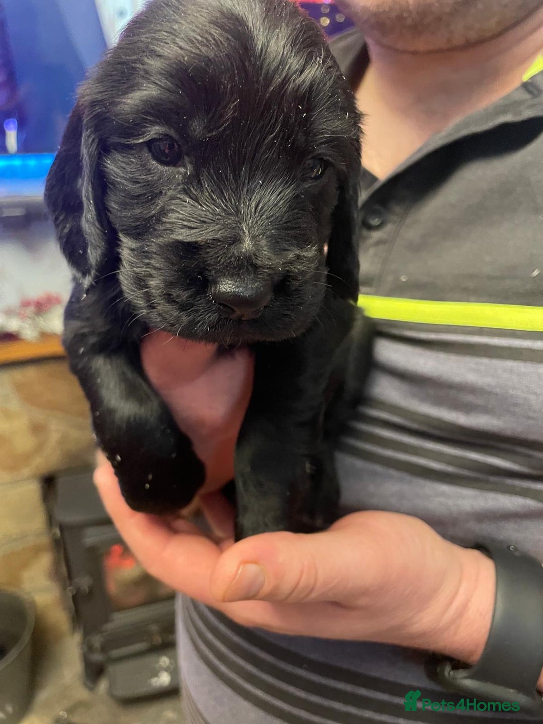 Cocker Spaniel dogs for sale: Cocker Spaniel  - Advert 4