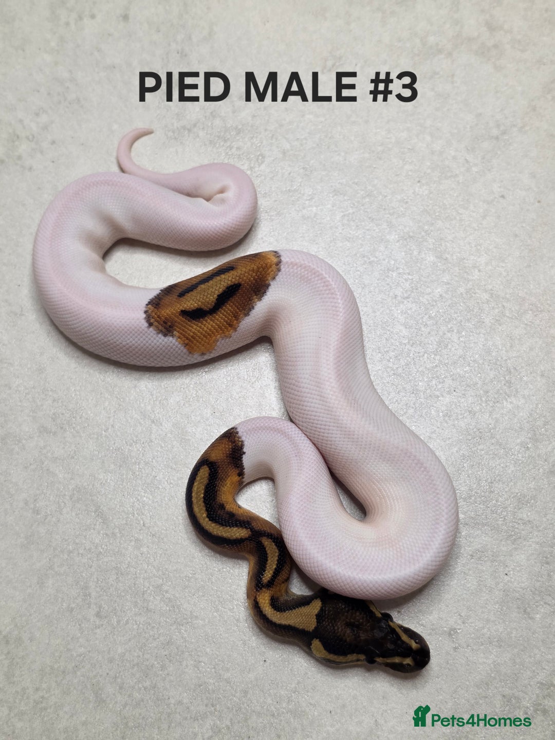 Python Snake reptiles for sale: Juvenile royal pythons ready to go  - Advert 11
