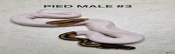 Python Snake reptiles for sale: Juvenile royal pythons ready to go  - Advert 11