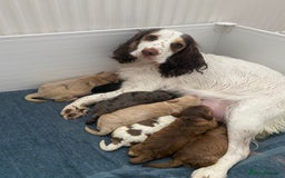 Cockapoo dogs for sale: Beautiful cockapoo puppies - Image 19
