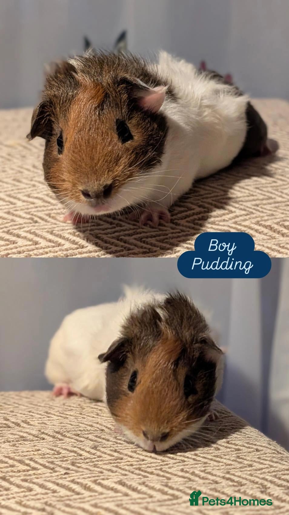 Guinea Pig rodents Guinea pig babies  - Advert 1