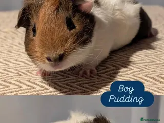 Guinea Pig rodents Guinea pig babies - Advert 1