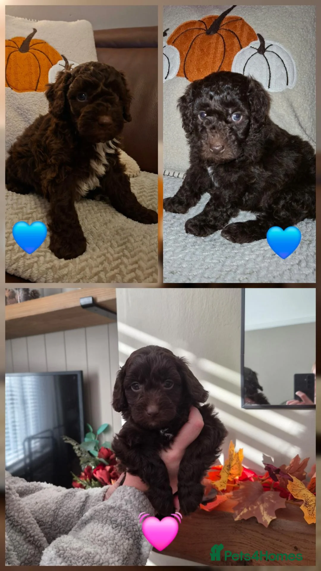 Cockapoo dogs for sale: Cockapoo Puppies in Ardrossan - Advert 2