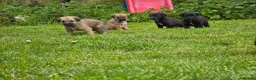 Mixed Breed dogs for sale: Bedlington whippet. Woody & Paddy - Advert 8