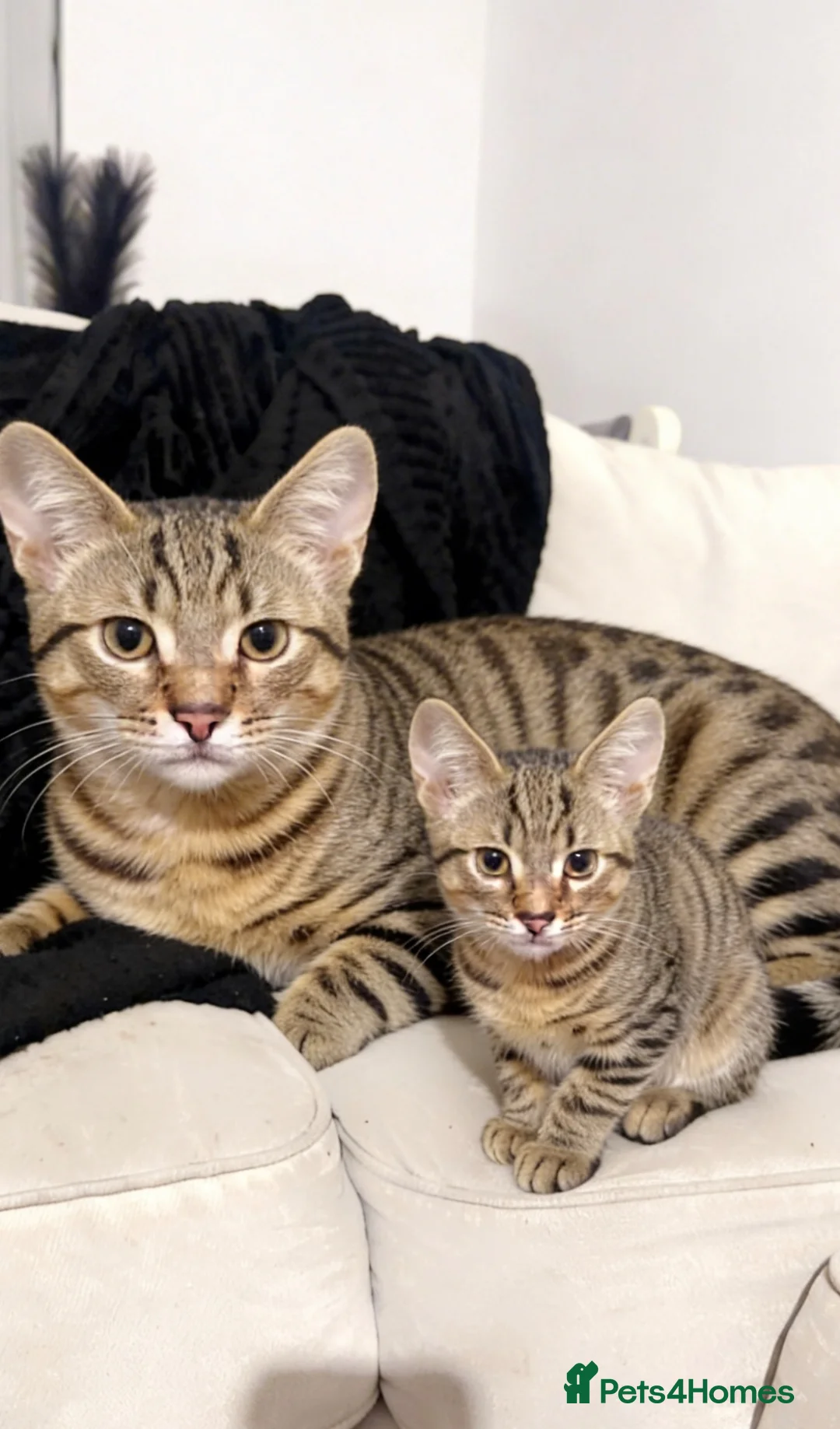 Mixed Breed cats for sale: Male kitten  - Advert 6