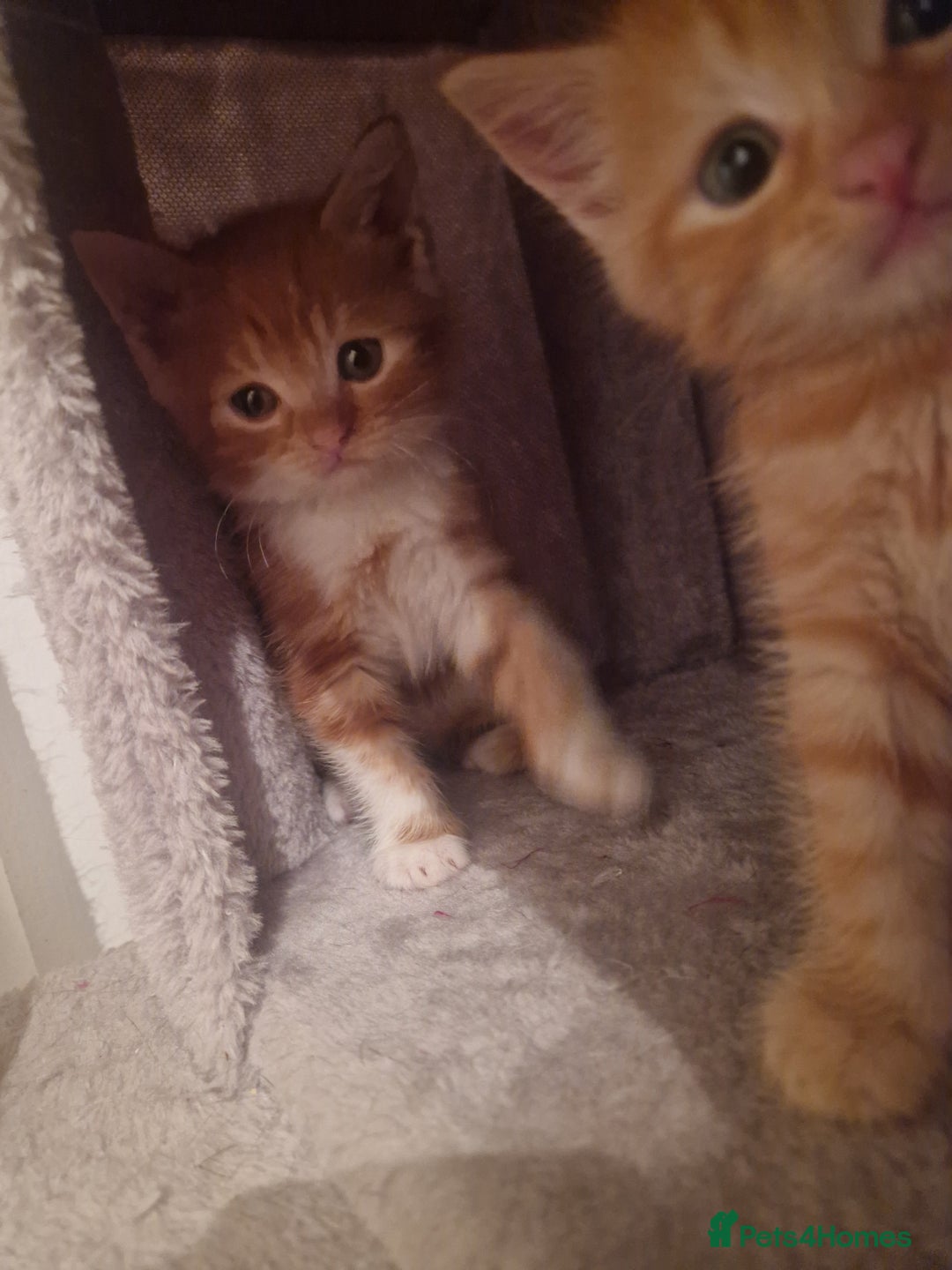 Mixed Breed cats for sale: Mixed Breed - Advert 6