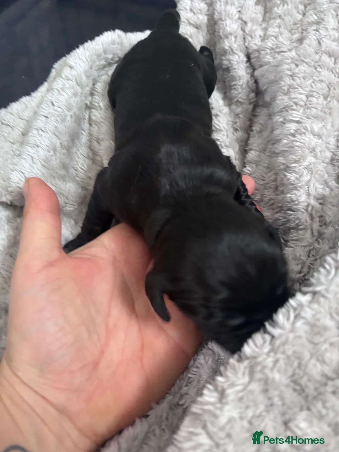 Cockapoo dogs for sale: Cockapoo Puppies - Advert 3