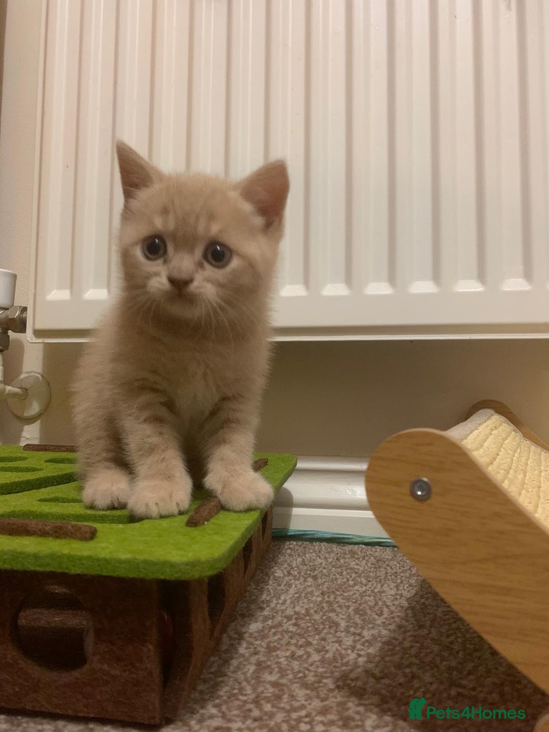 British Shorthair cats for sale: British Shorthair Kittens for Sale - Advert 7