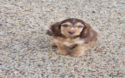 Cocker Spaniel dogs for sale: Gorgeous Chocolate & Sable Show Cocker Pups Ready - Image 12