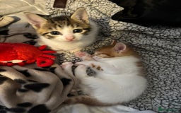 British Shorthair cats for sale: Beautiful Bengal x Calico Kittens - Image 18