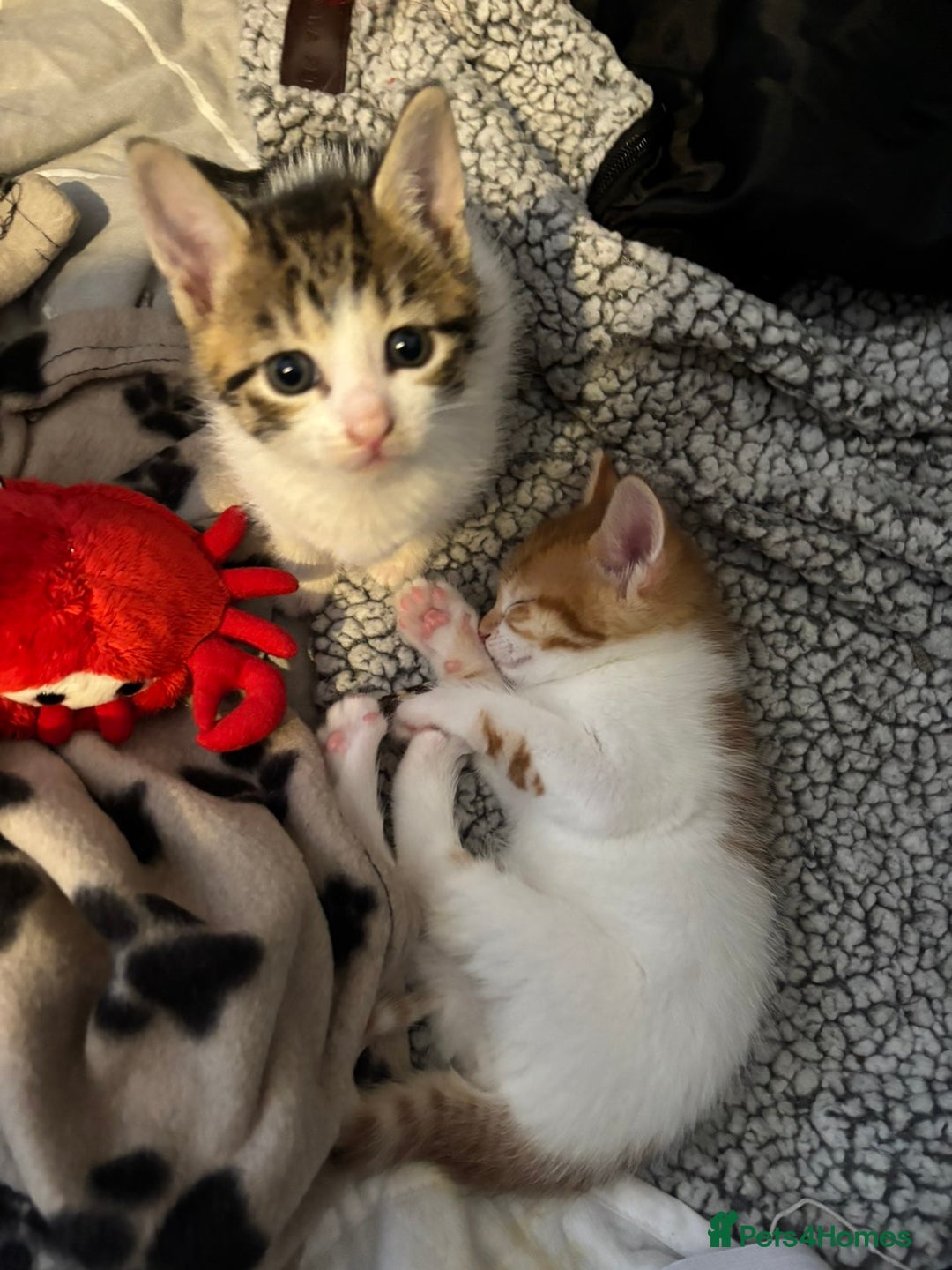 British Shorthair cats for sale: Beautiful Bengal x Calico Kittens - Image 18