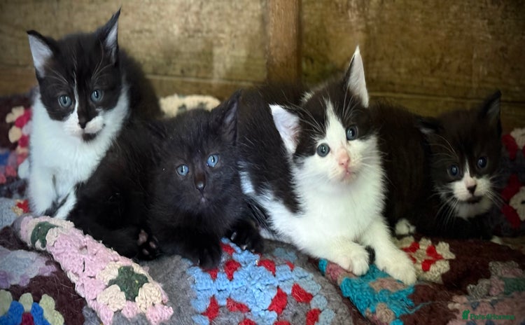 Domestic Shorthair cats - Advert 1