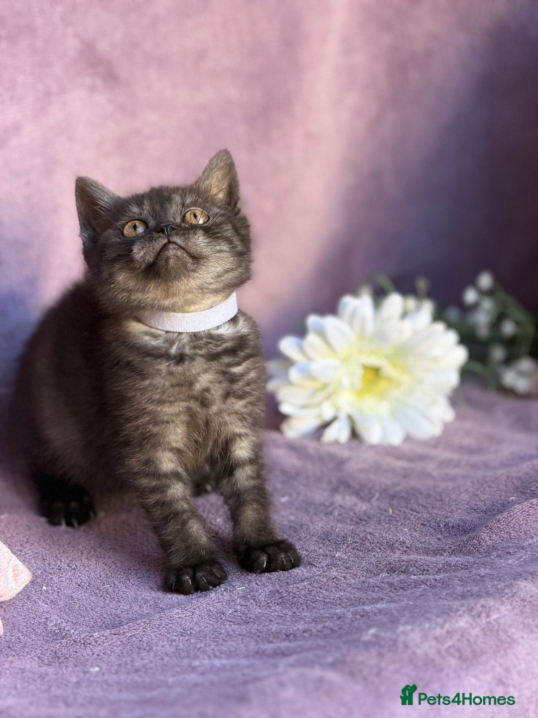 British Shorthair cats for sale: BSH adorable red tabby/ chocolate/ bicolour  - Image 6