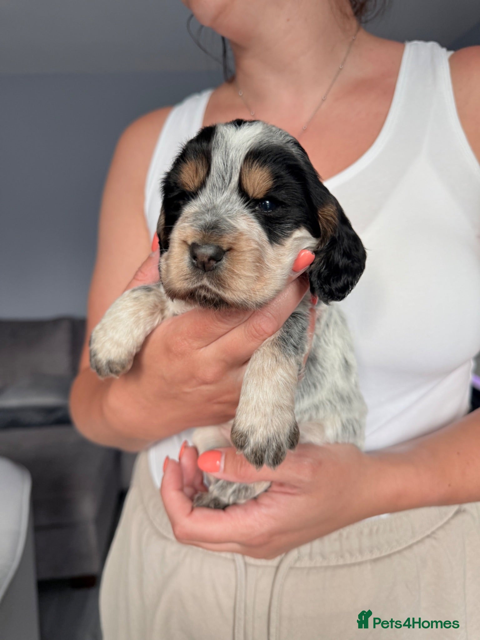 Cocker Spaniel dogs Stunning working cocker spaniels  - Advert 1