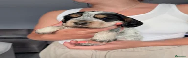 Cocker Spaniel 4