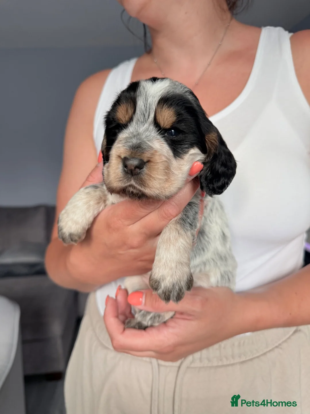 Cocker Spaniel dogs for sale: Stunning working cocker spaniels  - Advert 1