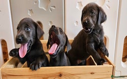 Labrador Retriever dogs for sale: THE LAST 4 KC HEALTH TESTED LABS READY TO NOW.  - Image 3