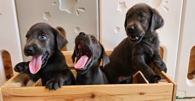 Labrador Retriever dogs - Advert 2