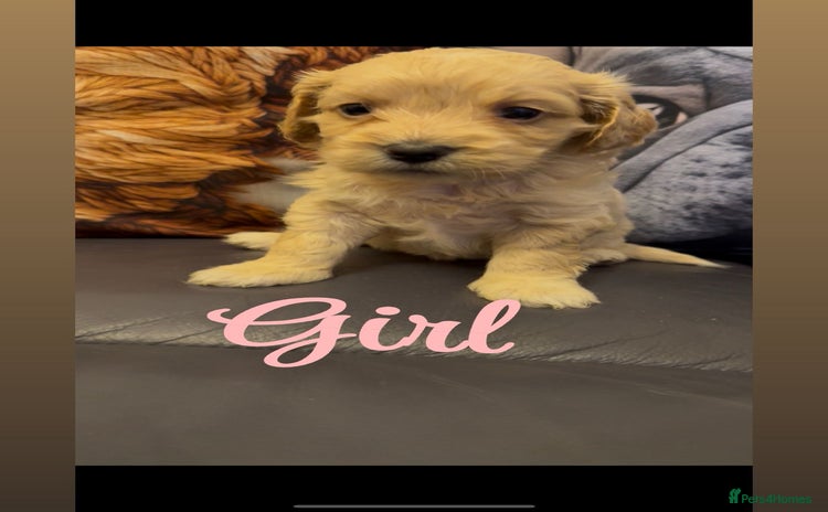 Shihpoo dogs - Advert 1