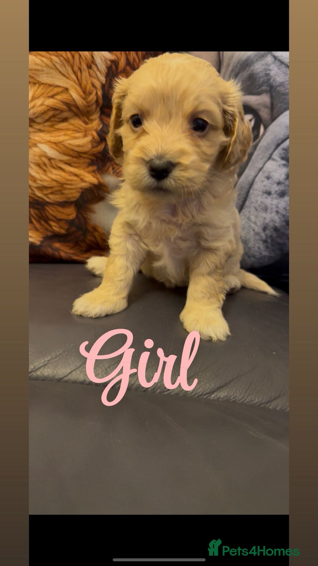 Shihpoo dogs for sale: Gorgeous shihtzu x miniature poodle puppies - Image 1